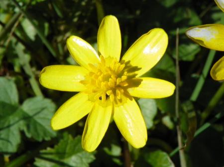 Flor amarilla con 8 sépalos amarillos.