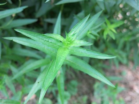 Purple loosestrife leaves in whorls