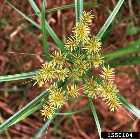 Yellow nutsedge flowers 