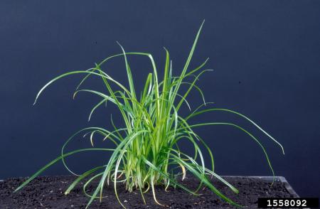 Yellow nutsedge leaves, pale green, long and narrow