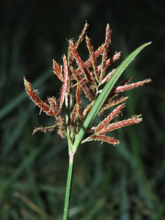 Purple nutsedge flower