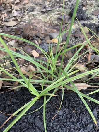 Purple nutsedge leaves, long and narrow green