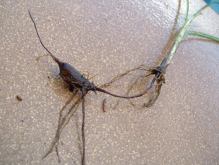Washed purple nutsedge roots and tuber 