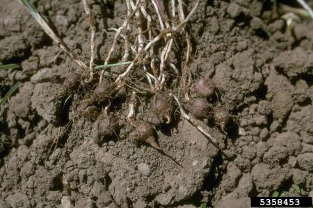 Nutsedge tubers and rhizomes   