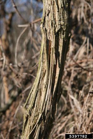 Enredadera de barba de anciano con corteza fibrosa