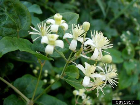 Flores de barba de anciano