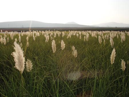Pasto de la pampa que crece en un sitio del interior