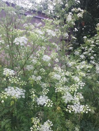 Poison hemlock plant blooming