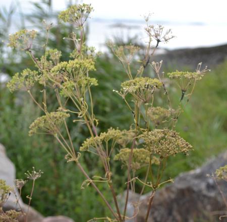 Dry seed heads of poison hemlock