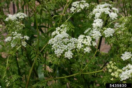 Poison hemlock flowers 