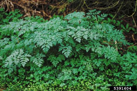Poison hemlock leaves and stems  