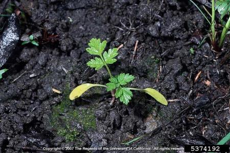 Poison hemlock seedling