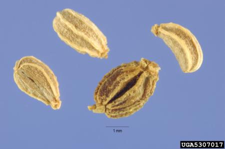 Poison hemlock seeds 