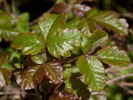 Hojas de roble venenoso