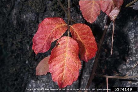 Hojas de roble venenoso rojo en otoño