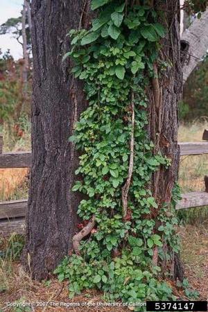 Vides de roble venenoso que crecen en el árbol