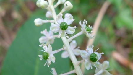 Flor y brotes de hierba carmín blanca