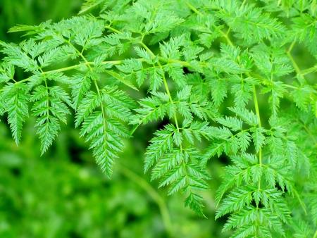 Poison hemlock leaves 