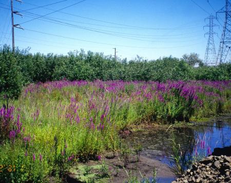 Purple loosestrife overtaking a wetland