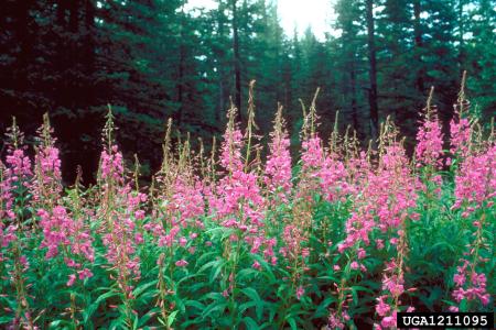 Stand of pink-flowered fireweed