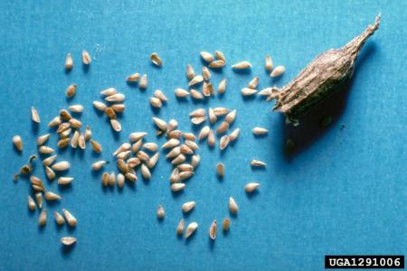 Purple loosestrife fruits with seeds