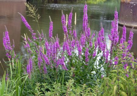 Clump of blooming purple loosestrife stems