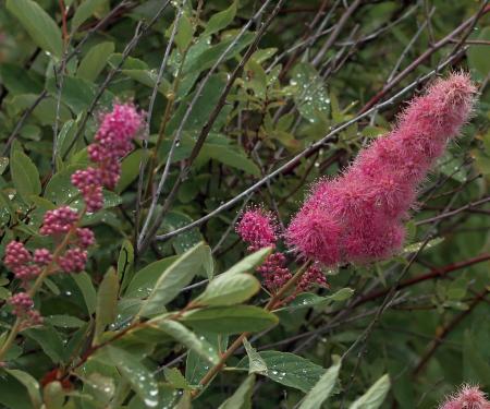 Pink flower head of Douglas' Spirea