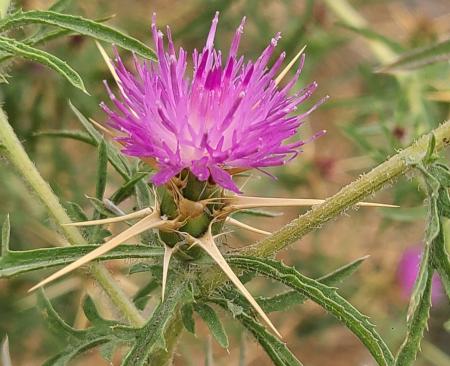Purple starthistle flower and spines