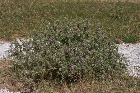 Purple starthistle plant