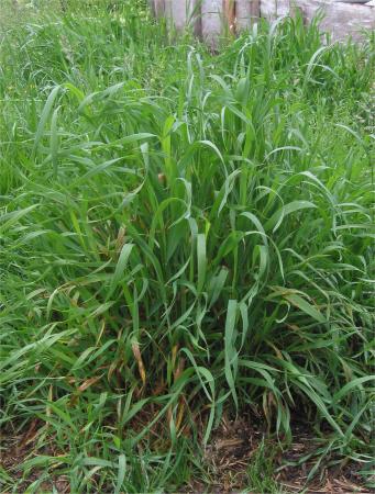Quackgrass plant
