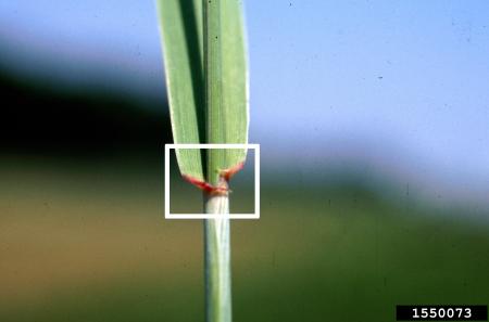 White box highlighting auricle and rolled, elongated leaf blade
