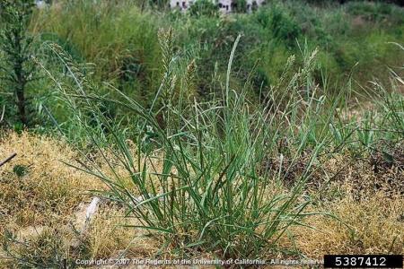 Annual ryegrass in roadside ditch