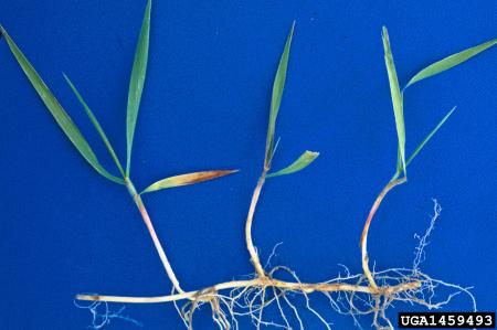 Quackgrass roots and stems against blue background
