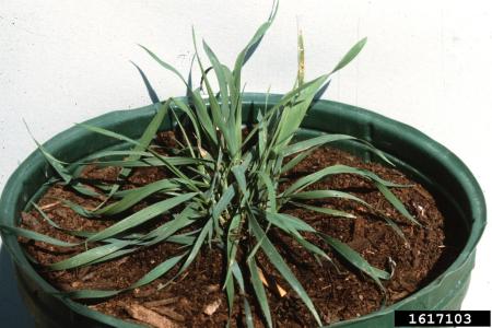 Quackgrass seedling in container
