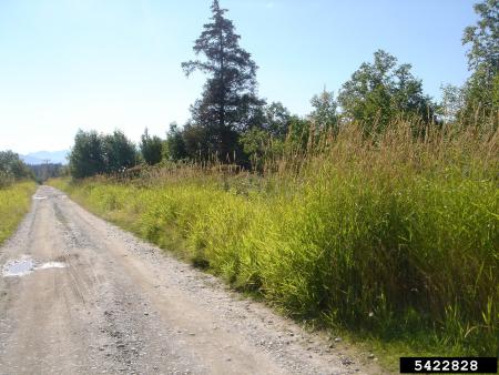 Plantación de cañaverales a lo largo de la carretera