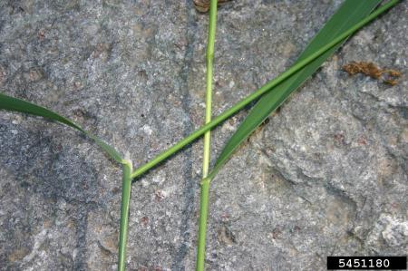 Hojas y tallos de pasto canario