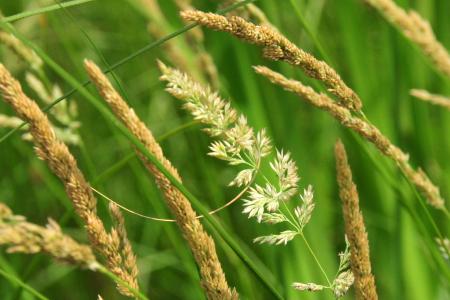 Hierba de caña (Calamagrostis nutkaensis) con penacho de flores sueltas