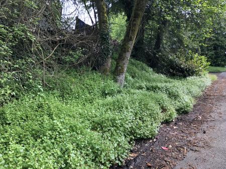 Shiny geranium growing in a dense stand on roadside