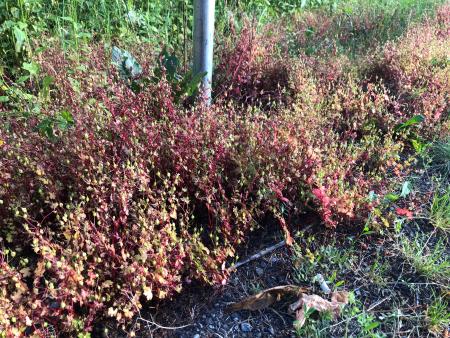 Stand of geranium plants with red leaves