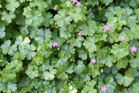 Shiny geranium leaves and flowers