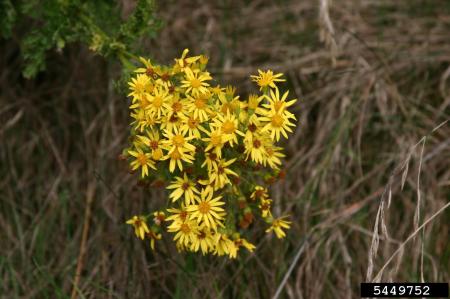 Flores de tanaceto