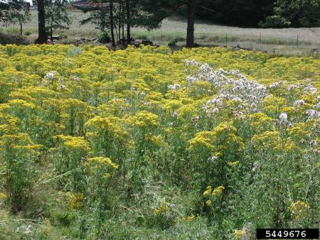 Plantas de tanaceto en flor en el campo