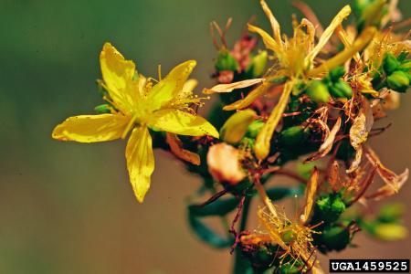 Cabeza de flor de hipérico común