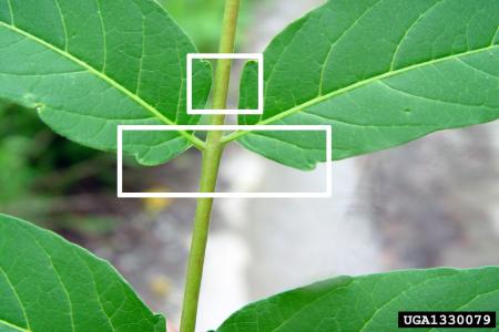 Highlighted notched base on tree-of-heaven leaflet