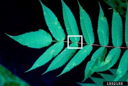 Sumac leaves with rounded base