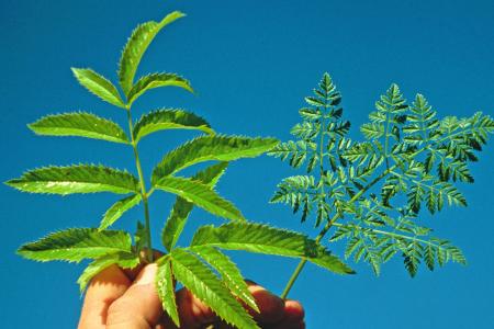 Waterhemlock (left) and poison hemlock (right) leaf comparison 