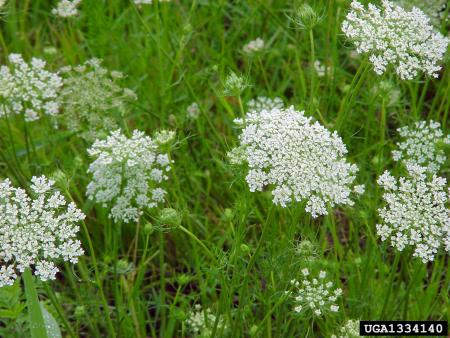 Wild carrot stems, leaves, and flowers 