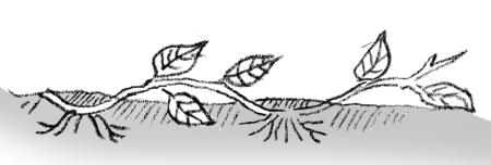 Ilustración de estratificación del tallo