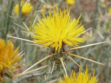 Flor y espinas del cardo estrellado amarillo
