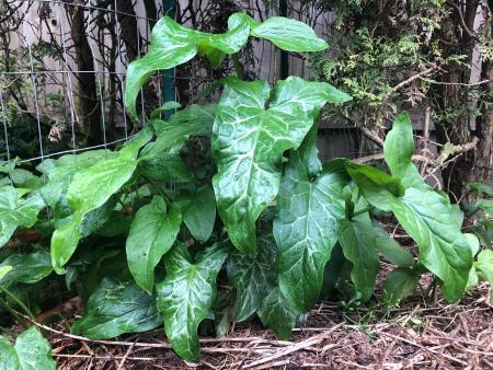 Plantas de arum italiano con tallos y hojas